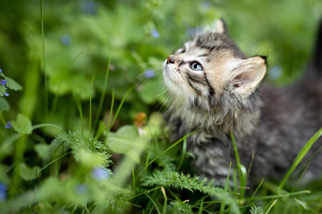 un chaton dans l'herbe - le jeune chat a besoin d'une alimentation équilibrée et de qualité pour être en bonne santé et grandir harmonieusement